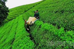 Nâng tầm cây chè gắn với phát triển du lịch