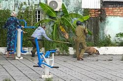 Tăng cường xử lý chó thả rông