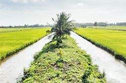 Sản xuất lúa phát thải thấp gắn với tăng trưởng xanh ở miền Tây