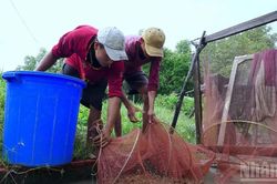 Bài 3 (kết): Đổi mới tư duy, nâng tầm vị thế tôm Cà Mau