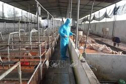 Tây Ninh: Khẩn trương khống chế dịch tả lợn châu Phi tại xã Bình Đức