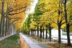 Mùa Thu Berlin trầm lắng và quyến rũ