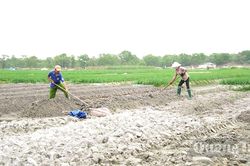 Linh hoạt phát triển kinh tế vùng cát