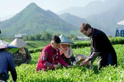 Xứ Trà trong mắt bạn bè quốc tế