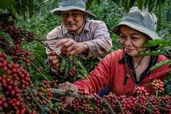 Đắk Lắk hướng tới 75.000 ha cà phê bền vững, đáp ứng yêu cầu xuất khẩu