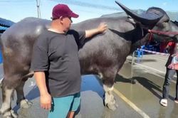 Con trâu nặng 1.360kg, cao 1,72m xuất hiện tại lễ hội khiến đám đông chú ý: Có người trả 3,8 tỷ nhưng người chủ vẫn lắc đầu