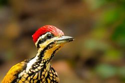 'Vietnam Wild Live' mùa 2: Cận cảnh cuộc sống hoang dã tại Cát Tiên