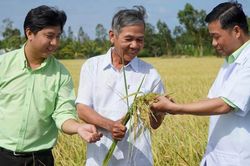 Hàng tồn kho của PAN vượt 4.300 tỷ đồng