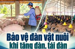 Bảo vệ đàn vật nuôi khi tăng đàn, tái đàn