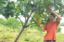 Bám đất đồi, gây dựng sinh kế