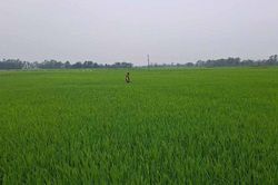 Phú Thọ: Xã Tiên Lương ứng dụng công nghệ số, hướng dẫn canh tác, chăm sóc cây trồng phù hợp