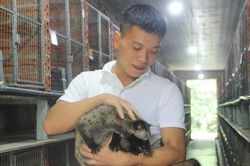 Chàng trai Hà Tĩnh nuôi chồn hương, dựng cơ nghiệp tiền tỷ