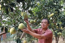 OCOP từ vườn bưởi Phúc Trạch trên đất Hà Nội