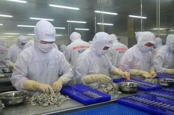 [SPOTLIGHT] Đồng bằng sông Cửu Long cần thu hoạch 327.200 tấn tôm