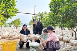 Tu Vũ ứng dụng khoa học công nghệ phát triển kinh tế - xã hội