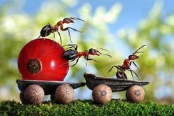 Chiêm ngưỡng bộ ảnh của các 'người mẫu' kiến