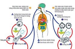 Không thể khẳng định amíp 'ăn não' có trong bụi, đất