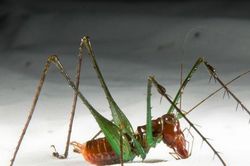 Những loài động vật 'to mồm' nhất thế giới
