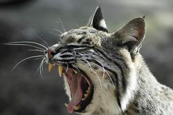 Động vật 'máu lạnh' nhất