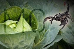 Top thí nghiệm với thiên nhiên quái đản không tưởng