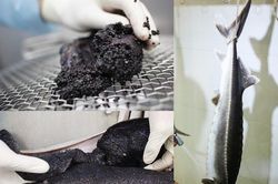 Tận mục cảnh chế biến món trứng cá tầm nghìn đô