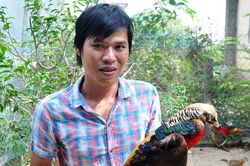 Kỹ sư bỏ việc nuôi công, chim trĩ kiếm hàng trăm triệu/năm
