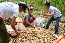 Công ty TNHH chế biến nông sản Hoa Sơn mở rộng vùng nguyên liệu sắn
