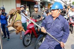 Chó thả rông và câu chuyện ý thức