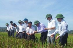 Cựu chiến binh tạo giống lúa mới