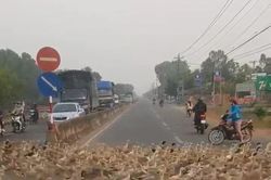 Đàn vịt 'ý thức cao' sang đường đúng vạch đi bộ ở Tây Ninh