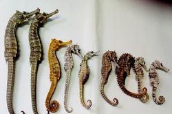Món ăn bài thuốc từ cá chữa xuất tinh sớm ít người biết