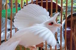 Đẹp mê hồn những chú chào mào bạch tạng 'cực độc' giá hàng trăm triệu đồng