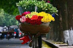 Hoa loa kèn tinh khôi xuống phố Hà Nội
