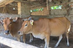 Bảo tồn nguồn gen vật nuôi bản địa quý hiếm