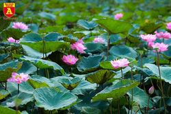 Dịu dàng mùa sen Hà Nội