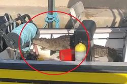 Cá sấu 'quá giang' trên thuyền của du khách