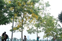 Hồ Tây ngập sắc vàng hoa muồng hoàng yến