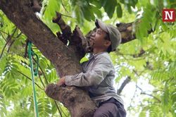 Bất chấp mạo hiểm, người dân đánh đu trên các cành cây cao hái sấu, thu tiền triệu mỗi ngày