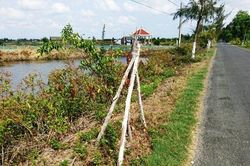 Bạc Liêu: Tốn hàng trăm triệu để cây chết khô gây phản cảm