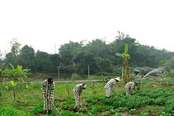 Chưa quy định phạm nhân lao động ngoài trại giam