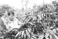 Du lịch nông nghiệp, hướng đi mới ở Tây Nguyên