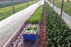 Rau an toàn Chúc Sơn đạt chuẩn VIETGAP