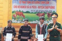 Binh đoàn 15: Trao tặng bò giống cho hộ nghèo xã Ia Puch