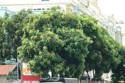 Nóng: Hàng trăm cảnh sát trấn áp côn đồ dùng bom xăng, đập phá nhà hàng, đâm chém nhân viên ở biển Hải Tiến