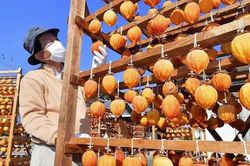 40 ngày kỳ công làm hồng treo gió, đặc sản mùa thu trứ danh Nhật Bản