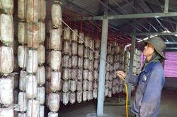 Thành công nhờ thay đổi tư duy sản xuất nông nghiệp