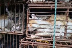 Nghe tiếng kêu rợn người trong xe tải, phát hiện chuyện kinh hoàng