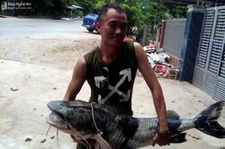Bắt được cá ghé 'khủng' trên thượng nguồn Nậm Nơn