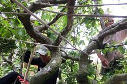 Đời sống Đời sống 'Sốt' hoa mai vàng Thế Chí