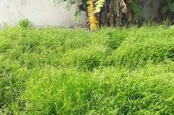 Ngăn chặn sinh vật ngoại lai xâm hại - cần giải pháp tổng thể